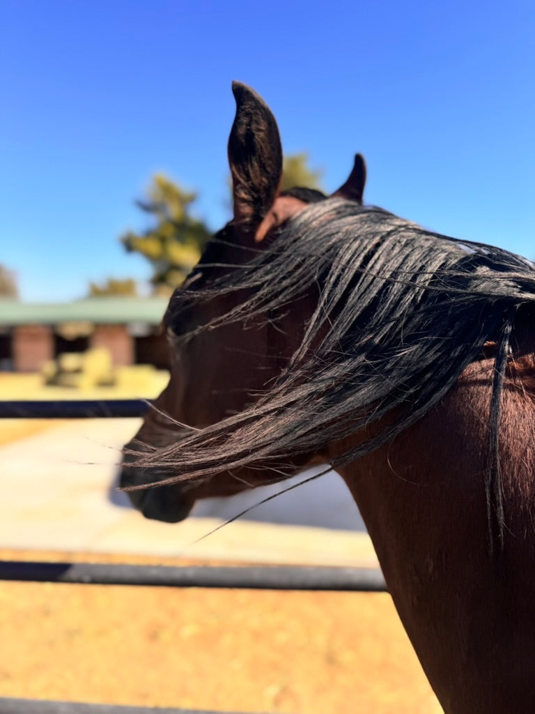 Foundation First: Why Arena Work Matters on the Trail