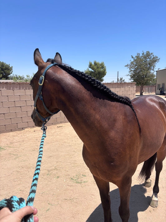 Why a Trail-Ready Horse Starts with Groundwork