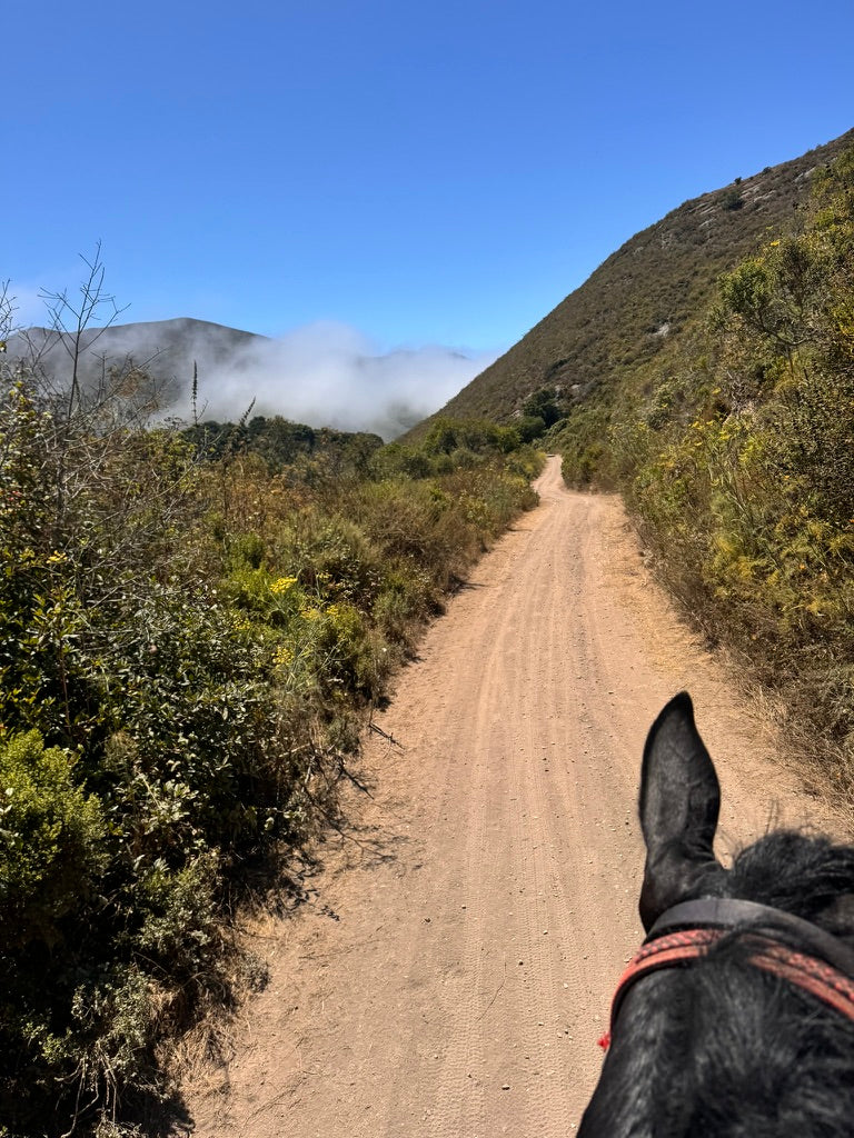Why Most “Trail Broke” Horses Aren’t Actually Safe — And How We Fix It