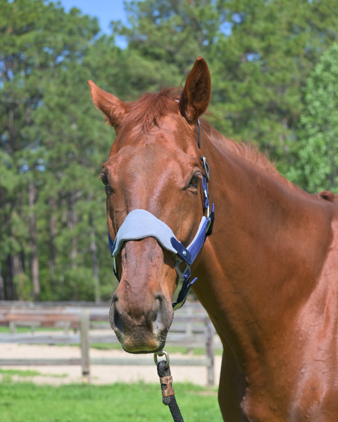 Magna Halter ™ in Blue with Fleece and Leather Breakaway