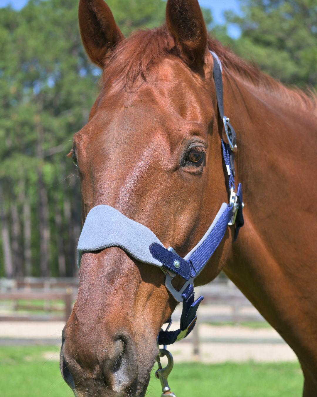 Magna Halter ™ in Blue with Fleece and Leather Breakaway