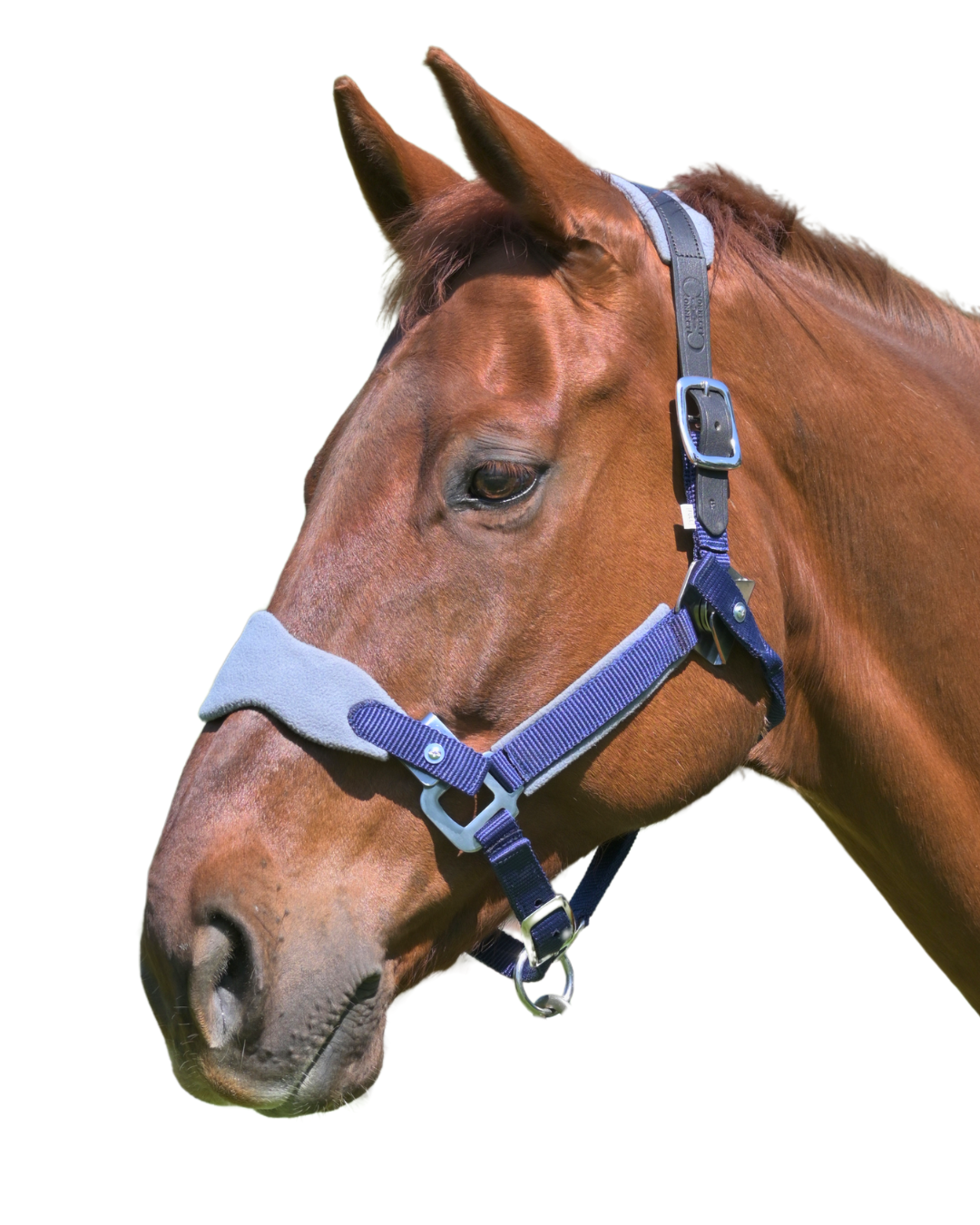 Magna Halter ™ in Blue with Fleece and Leather Breakaway