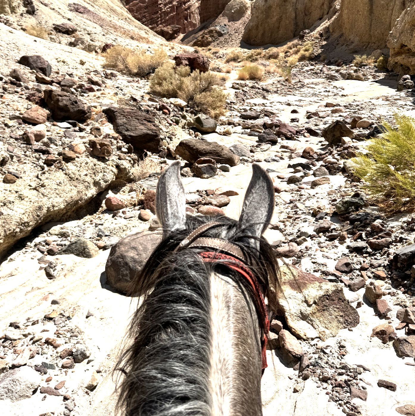 Private rides on endurance horses