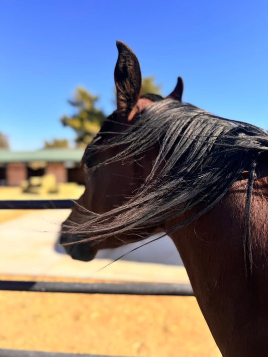 Foundation First: Why Arena Work Matters on the Trail