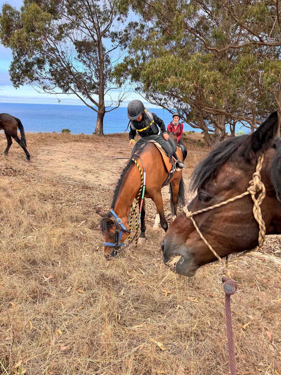 How Far Can a Horse Really Go?