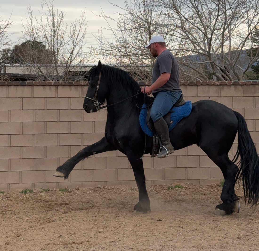 What is the Escuela Alta Horse Training