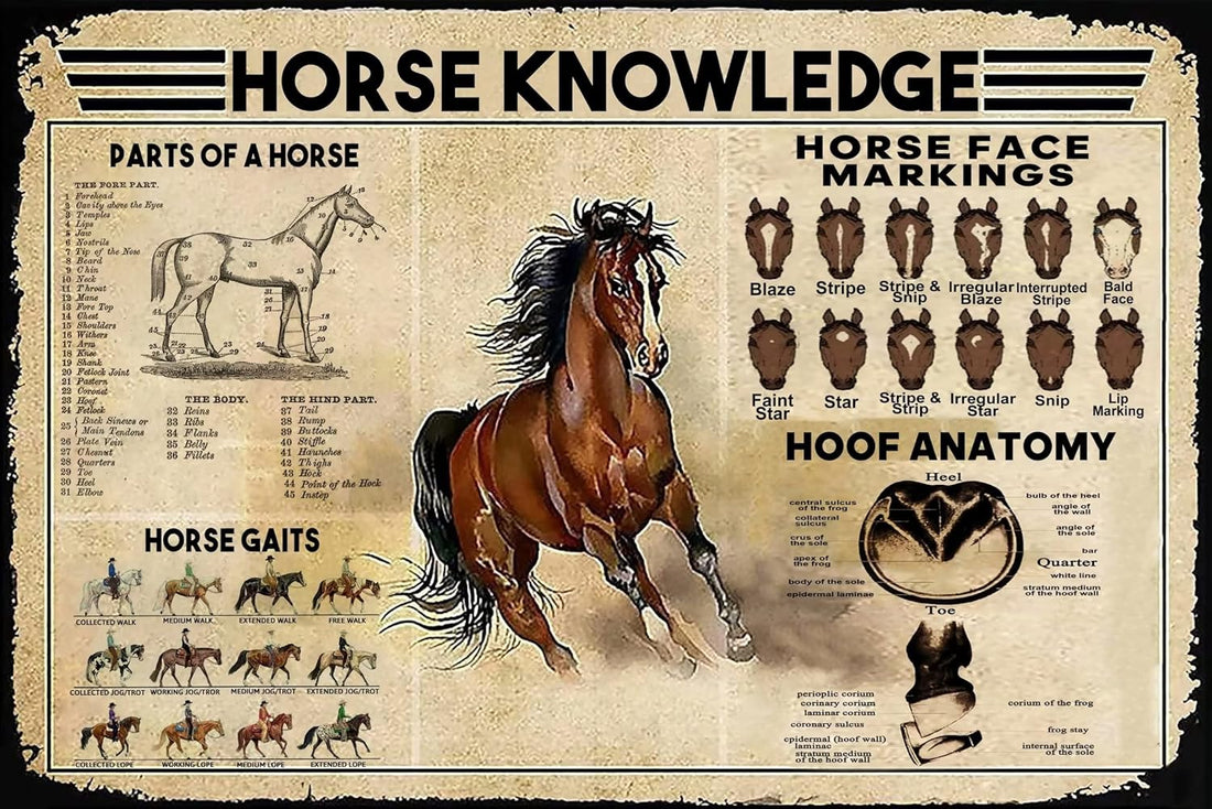 horse riding basic terms and definitions for beginners