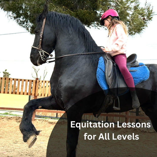 Equitation Lessons for All Levels