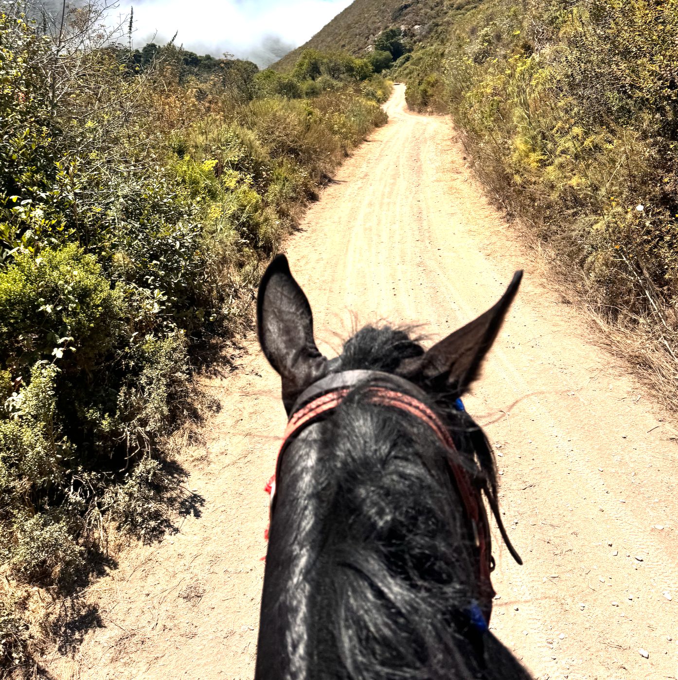 Private rides on endurance horses