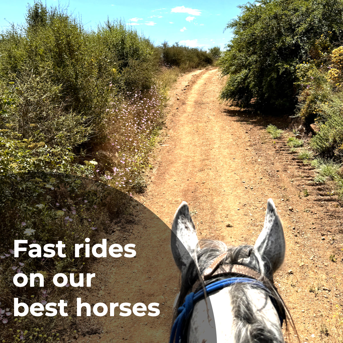 Private rides on endurance horses