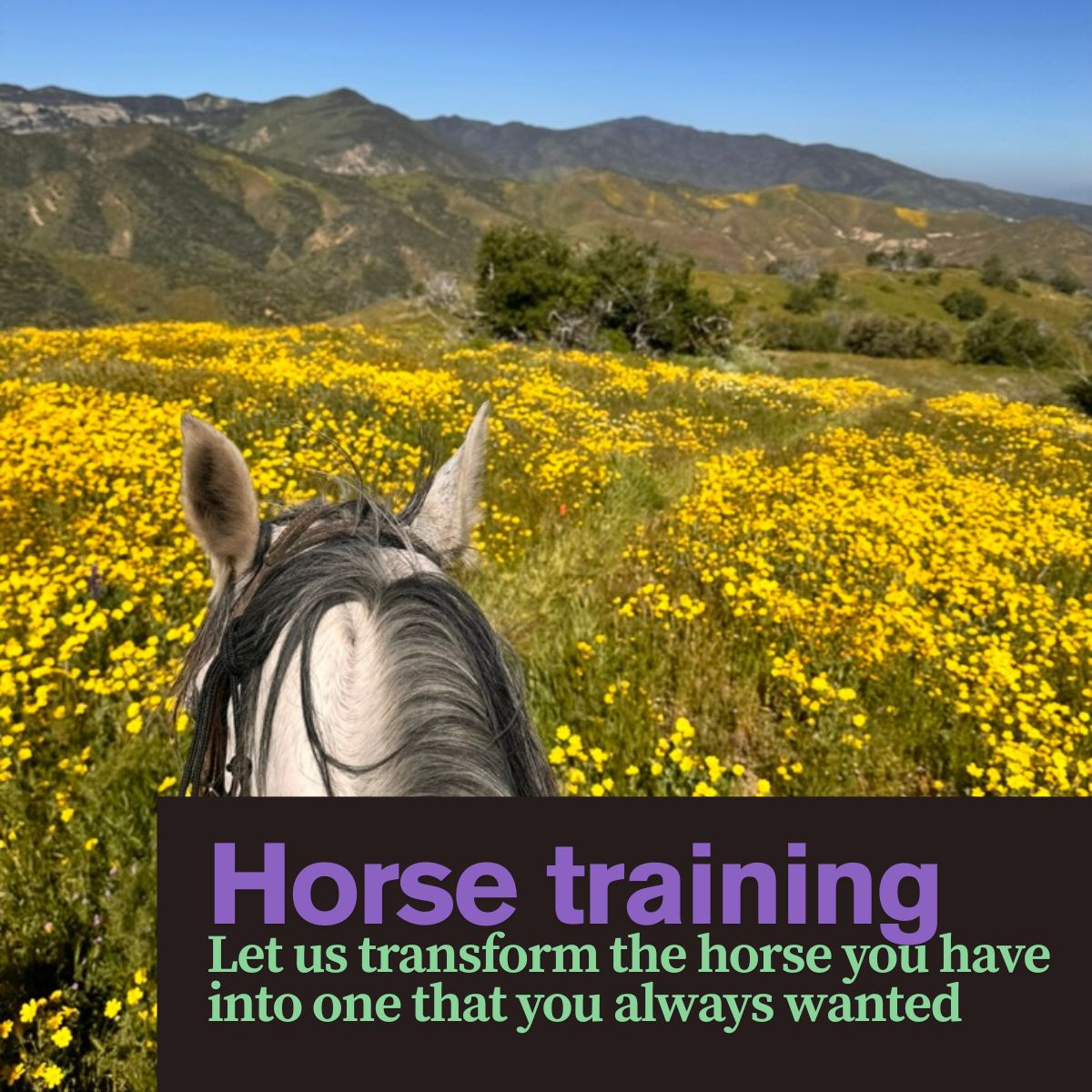 Horse training
